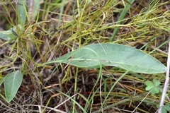Arnoglossum plantagineum