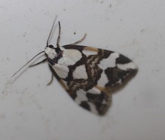 Thallarcha staurocola