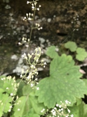 Heuchera missouriensis