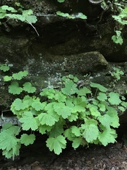 Heuchera missouriensis