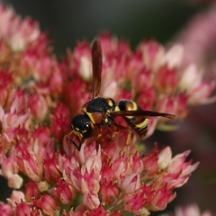 Euodynerus castigatus