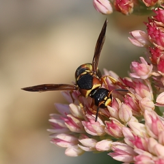 Euodynerus castigatus