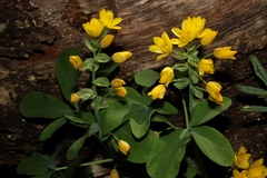 Gymnospermium scipetarum