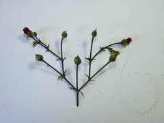 Scrophularia scorodonia
