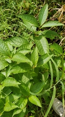 Lysimachia clethroides