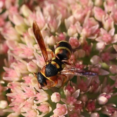 Euodynerus castigatus