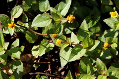 Acmella paniculata