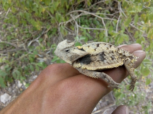 Mexican Horned Lizard