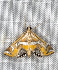 Margarosticha euprepialis