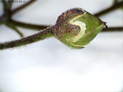 Scrophularia scorodonia