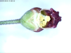Scrophularia scorodonia