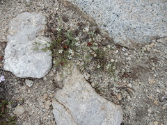 Sabulina nuttallii