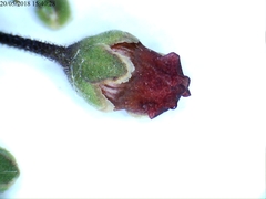 Scrophularia scorodonia