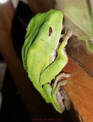 Phyllomedusa tarsius