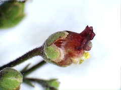 Scrophularia scorodonia