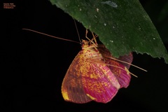 Eumelea florinata