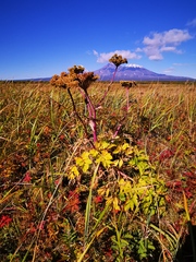 Angelica gmelinii