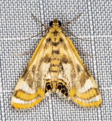 Margarosticha repetitalis