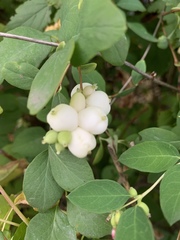 Symphoricarpos albus