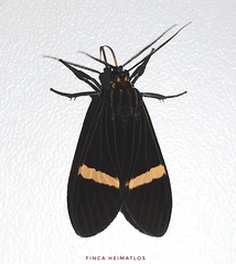 Aclytia