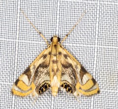 Margarosticha repetitalis