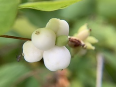 Symphoricarpos albus