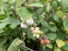 Symphoricarpos albus