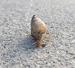 Bulimulus bonariensis image