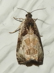 Olethreutes connectum