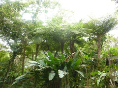 Cyathea bicrenata