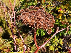 Angelica gmelinii