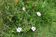 Cosmos diversifolius