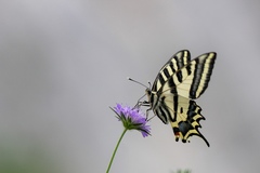 Papilio alexanor