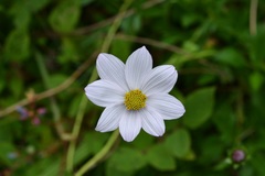 Cosmos diversifolius