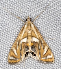 Margarosticha euprepialis