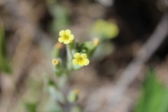 Erythranthe floribunda