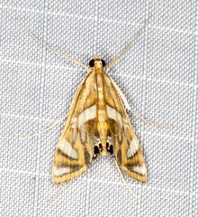 Margarosticha euprepialis