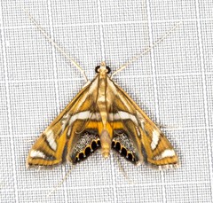 Margarosticha euprepialis
