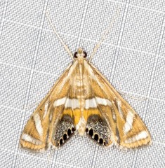 Margarosticha euprepialis