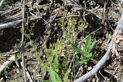 Erythranthe floribunda