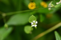 Drymaria villosa