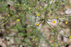 Erigeron foliosus