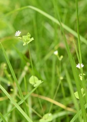 Drymaria villosa