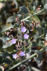 Limonium virgatum