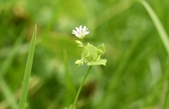 Drymaria villosa