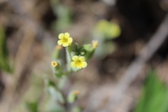 Erythranthe floribunda