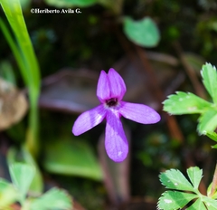 Pinguicula oblongiloba