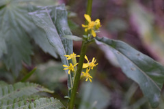 Solidago virgaurea virgaurea