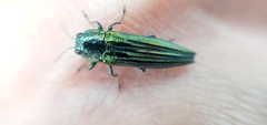 Agrilus sulcatulus