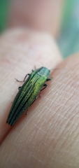 Agrilus sulcatulus